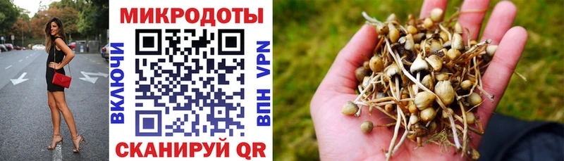 Галлюциногенные грибы Psilocybe  Дмитровск 